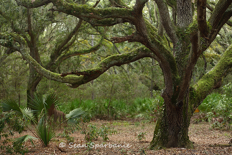 One of many peaceful views of the Live Oaks